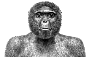 古生物学家制作的始祖地猿“阿迪”复原图。资料图片