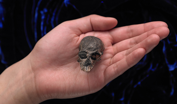 卡拉斯科智利猴的头骨化石