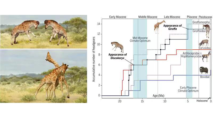 奇异的化石揭示长颈鹿演化谜题的关键驱动力