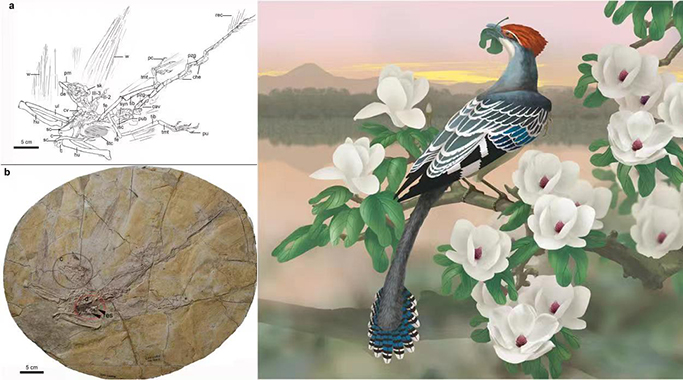 古鸟类叶食性的起源-来自白垩纪木兰类植硅体的新证据