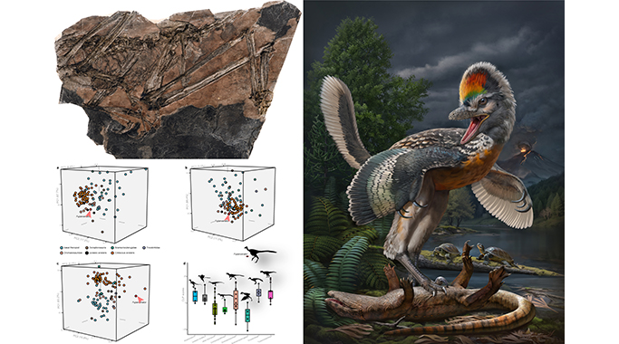 《自然》：中国发现新的鸟翼类恐龙和侏罗纪陆相动物群