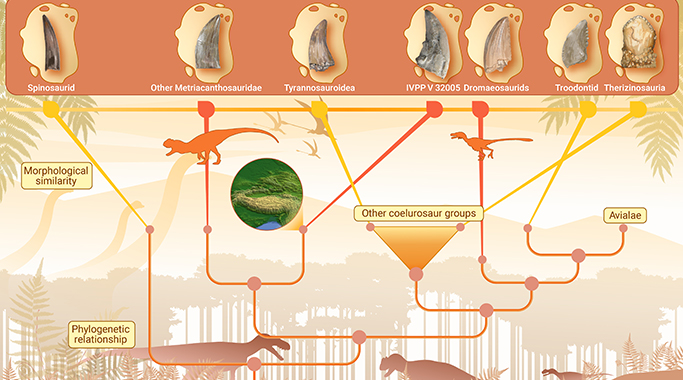 青藏高原的恐龙化石揭示兽脚类食性趋同演化以及对于鉴定零散化石的启示
