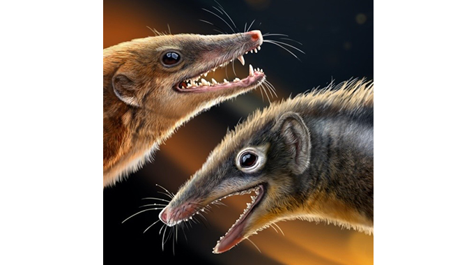 中国侏罗纪标本改写哺乳动物生命树演化结构 